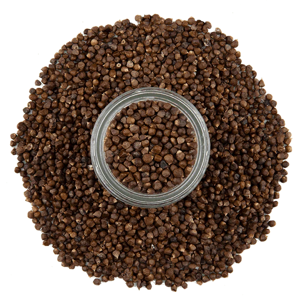 Grains of Paradise - Image 3