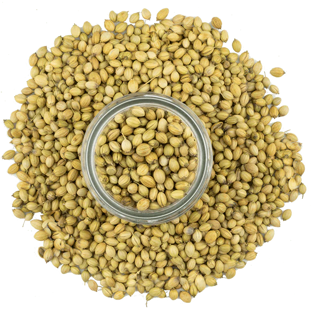Coriander, Indian Seeds - Image 4