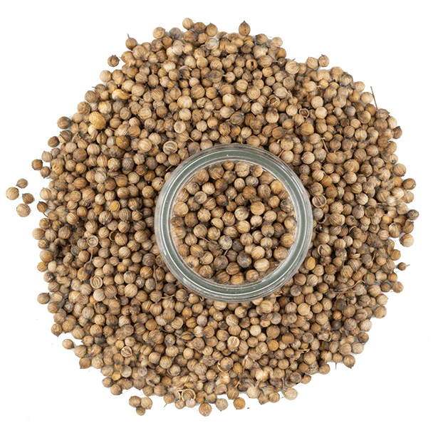 Coriander, Moroccan Seeds - Image 3