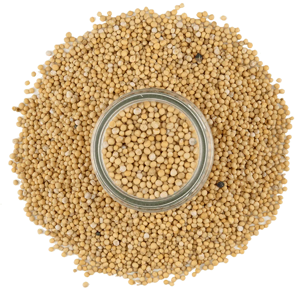 Mustard, Yellow Seed - Image 4